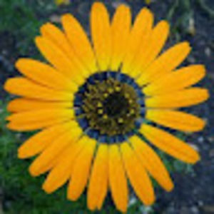 Meet your Posher, Joanie